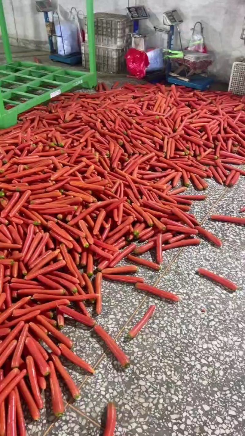 【秤杆红萝卜】大荔胡萝卜陕西产地直发各种规格巿场商超电联