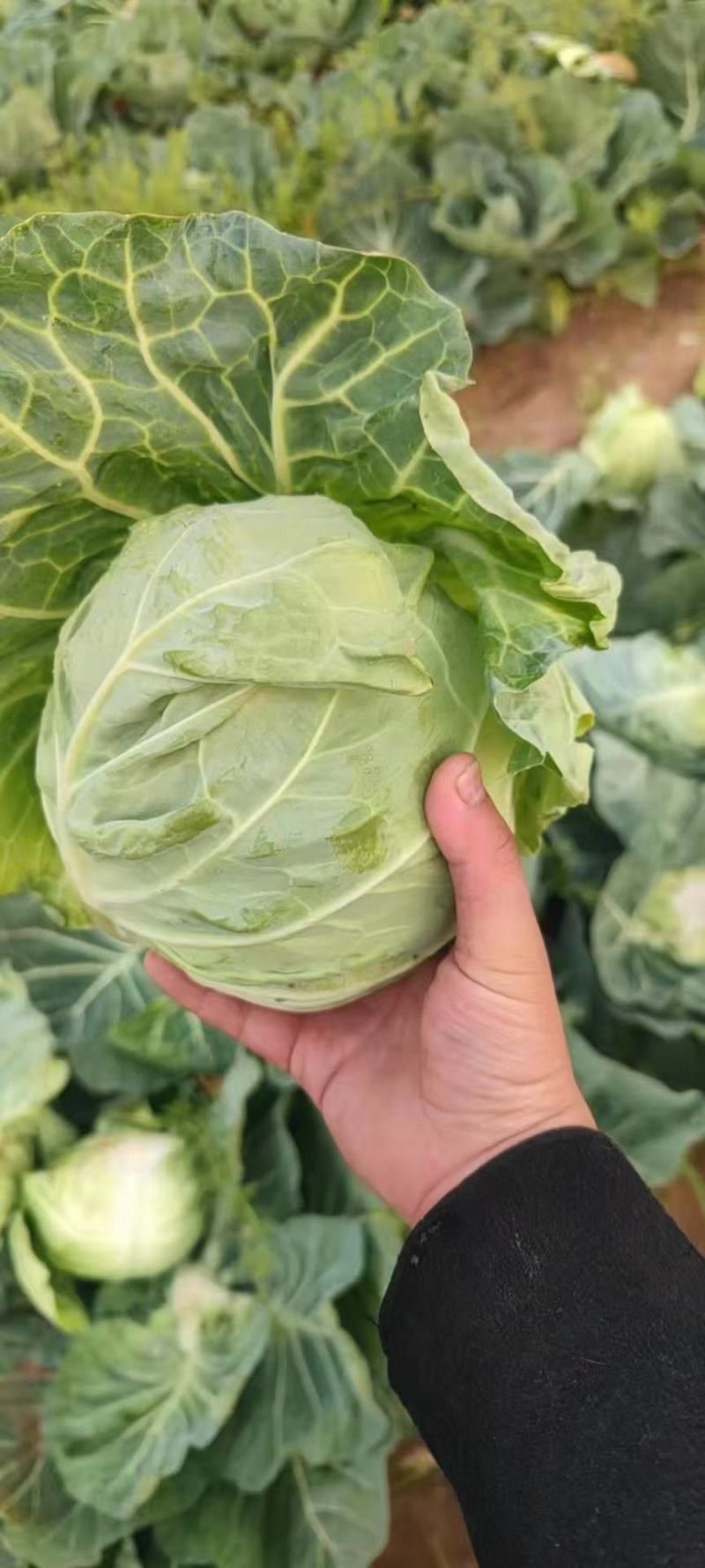 河北甘蓝/精品圆包菜/甘蓝/产地大量上市一手货源全国发货