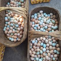 湖北山林散养虫草土鸡蛋，15个一斤，玉米虫草喂养，无添加