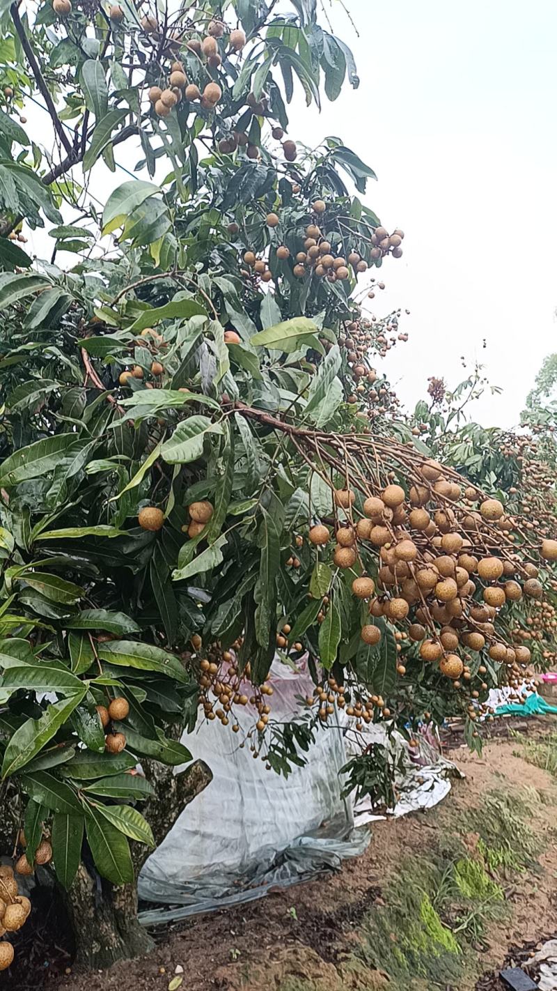 储良龙眼