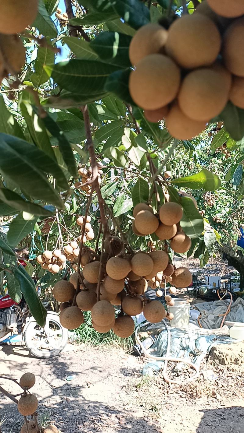 储良龙眼