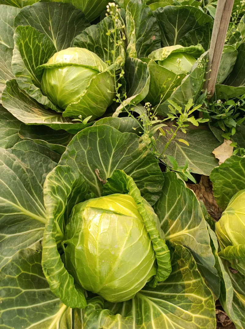 河北甘蓝/精品圆包菜/甘蓝/产地大量上市一手货源全国发货