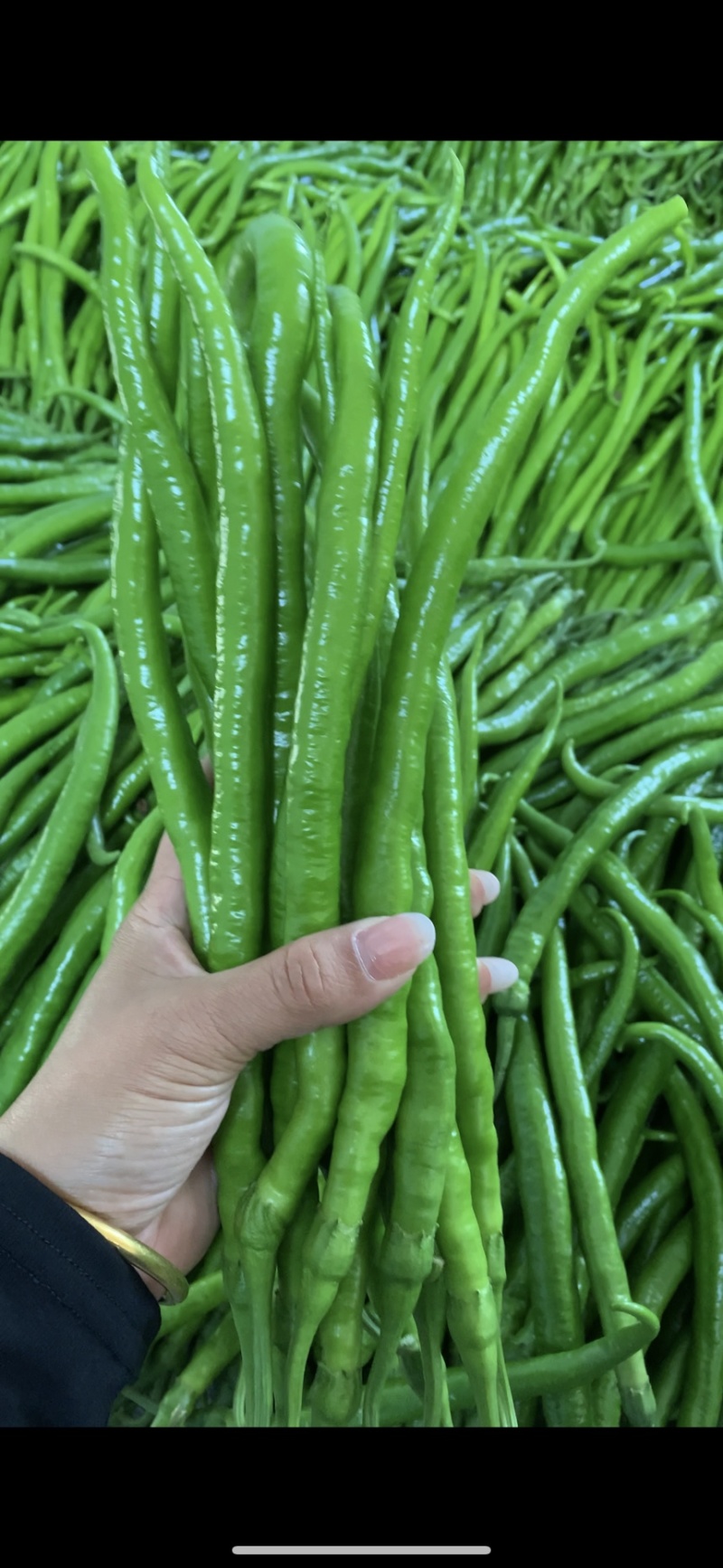 山东费县鲜辣椒芜湖椒货源充足，电商市场超市大量供应