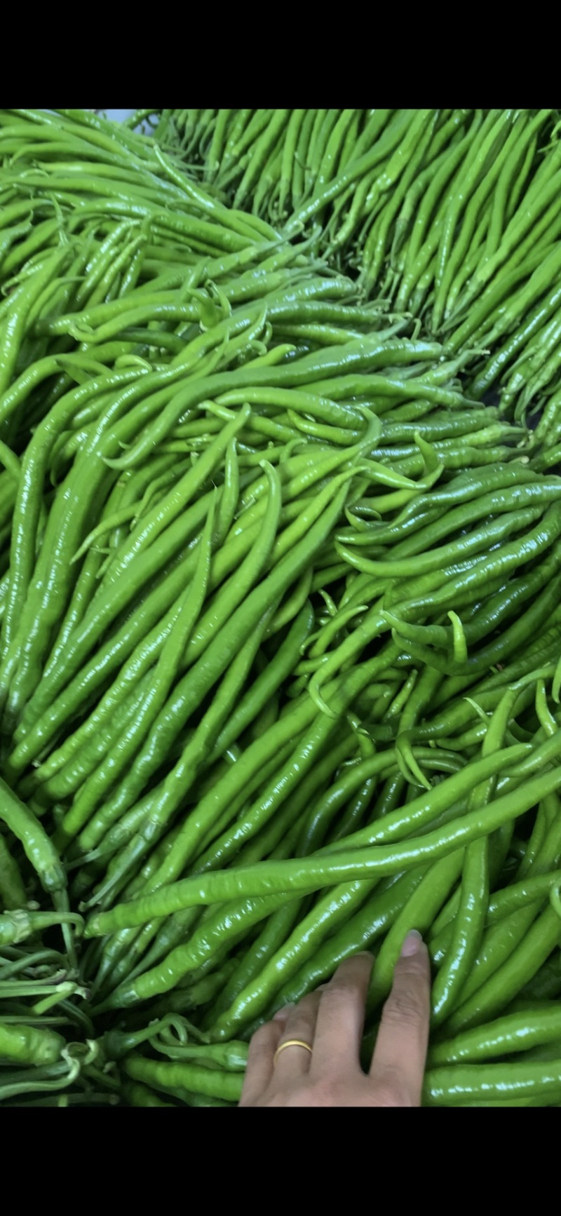 山东费县鲜辣椒芜湖椒货源充足，电商市场超市大量供应