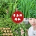 山东费县鲜辣椒芜湖椒货源充足，电商市场超市大量供应