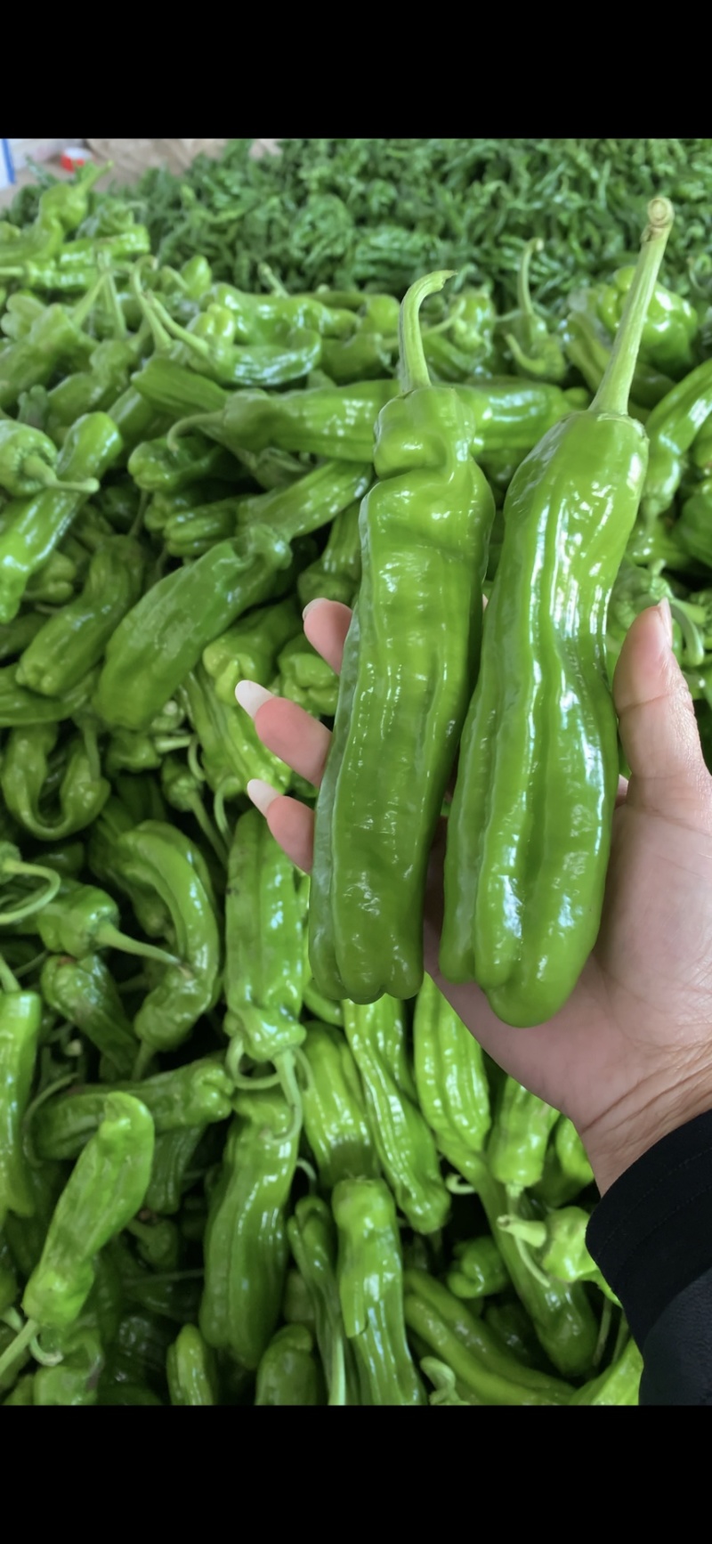 山东费县鲜辣椒芜湖椒货源充足，电商市场超市大量供应