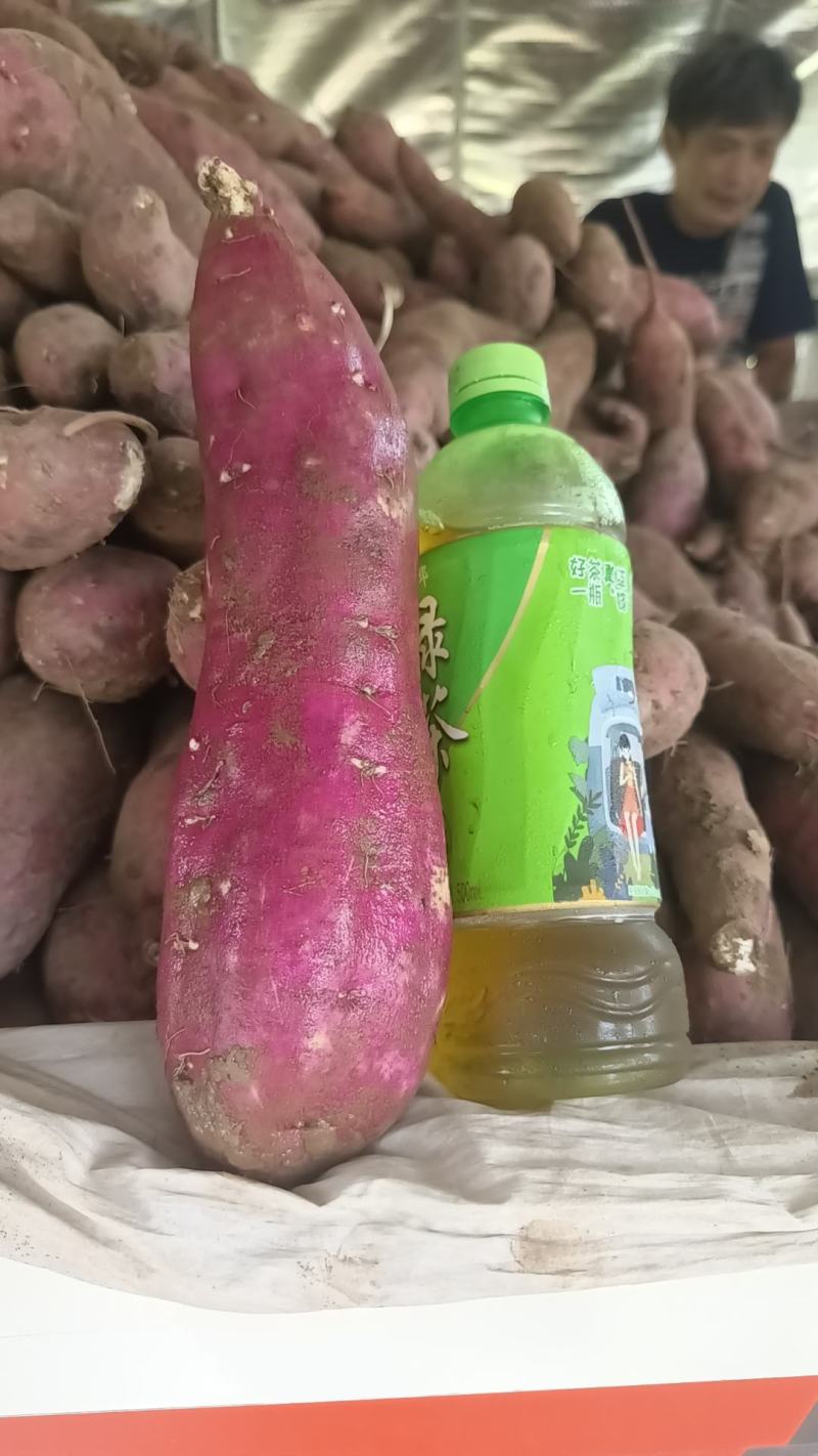 河北商薯19大量上市可供应超市，电商货，加工薯