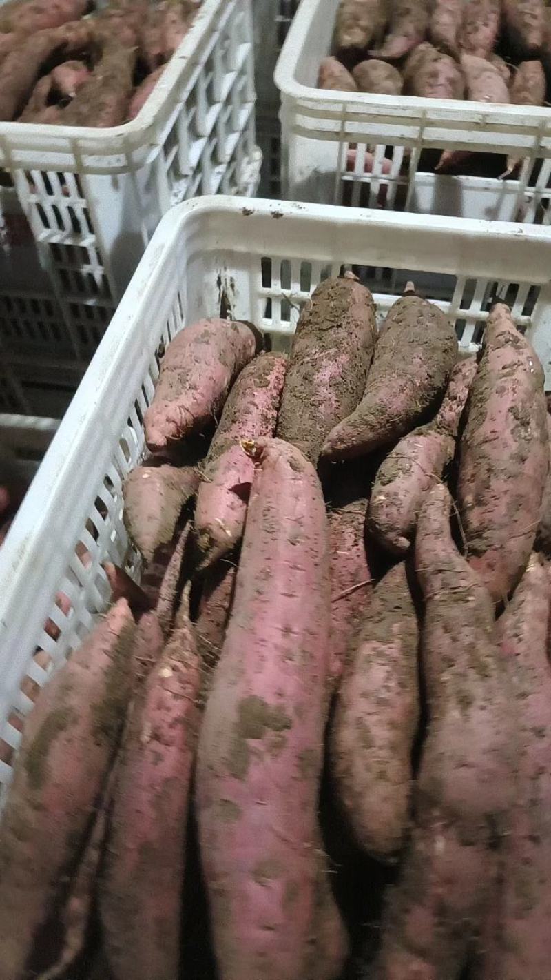 河北商薯19大量上市可供应超市，电商货，加工薯