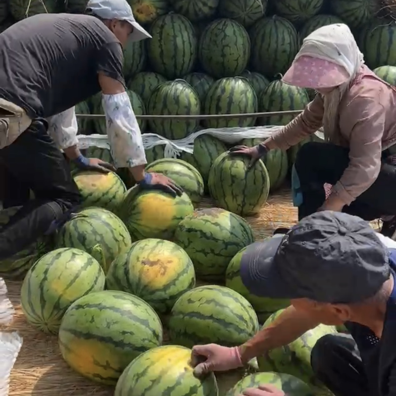 产地直发东北大地雷精品庆红999