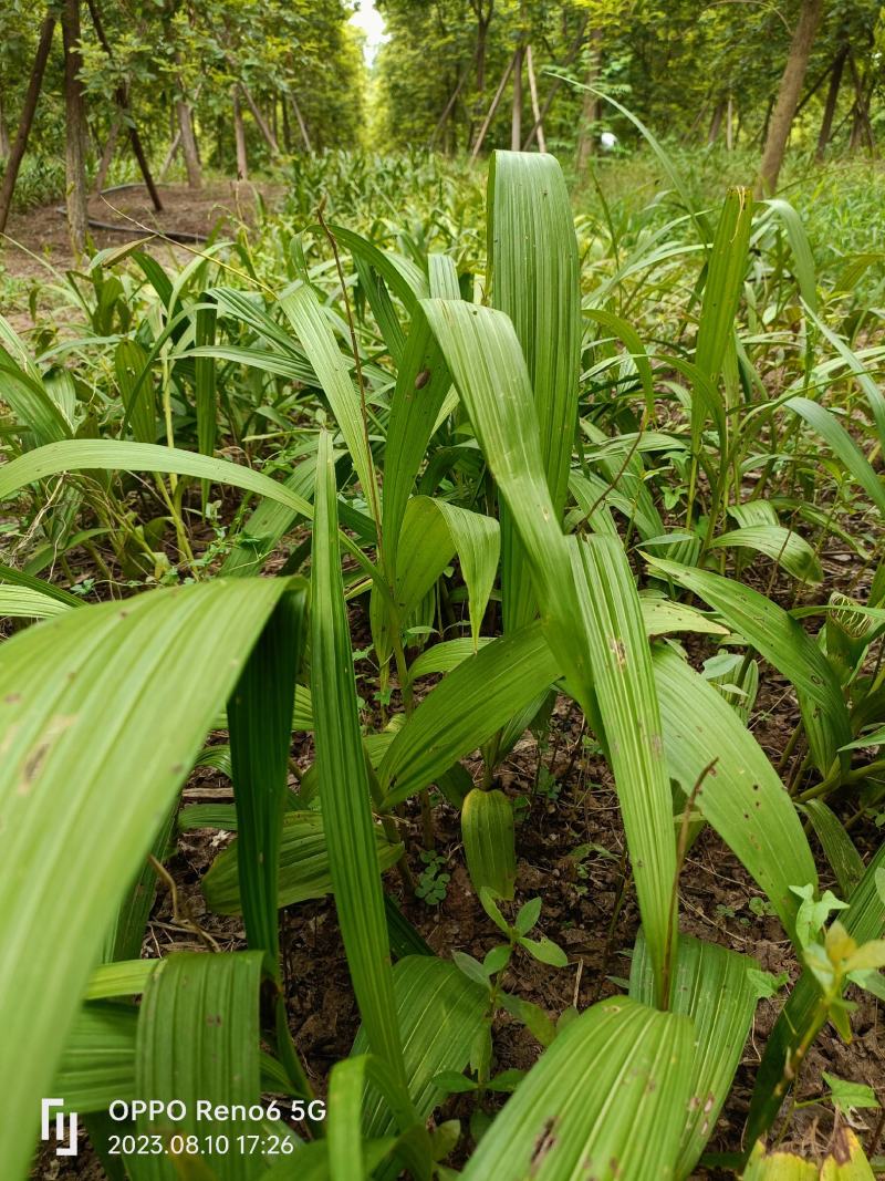 带牙块茎苗