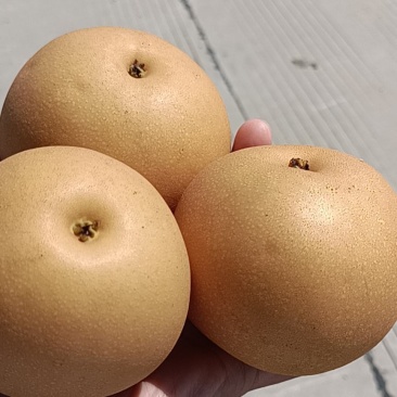 精装正宗秋月梨
