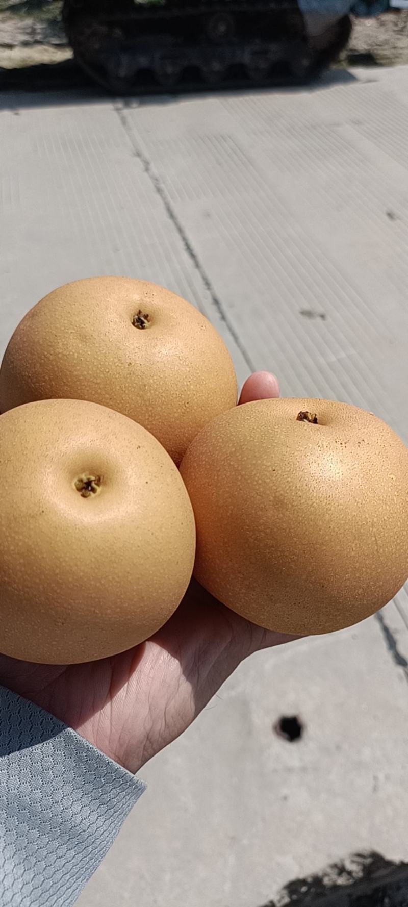 精装正宗秋月梨