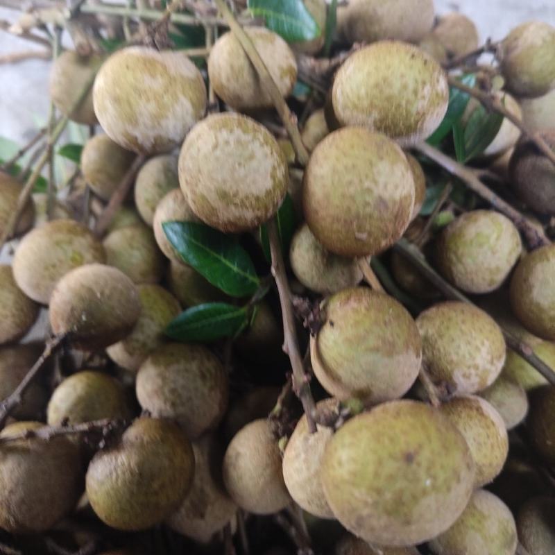 石硖龙眼，大量上市，滞销，好货多多