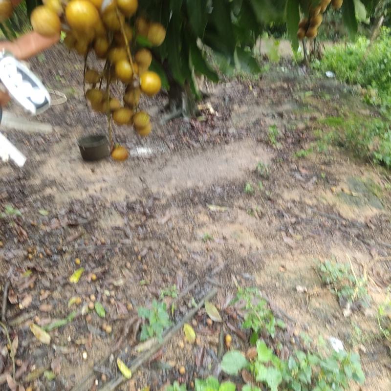 石硖龙眼，大量上市，滞销，好货多多