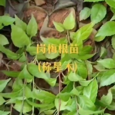 岗梅根苗供应基地直销优质种苗量大欢迎来电咨询