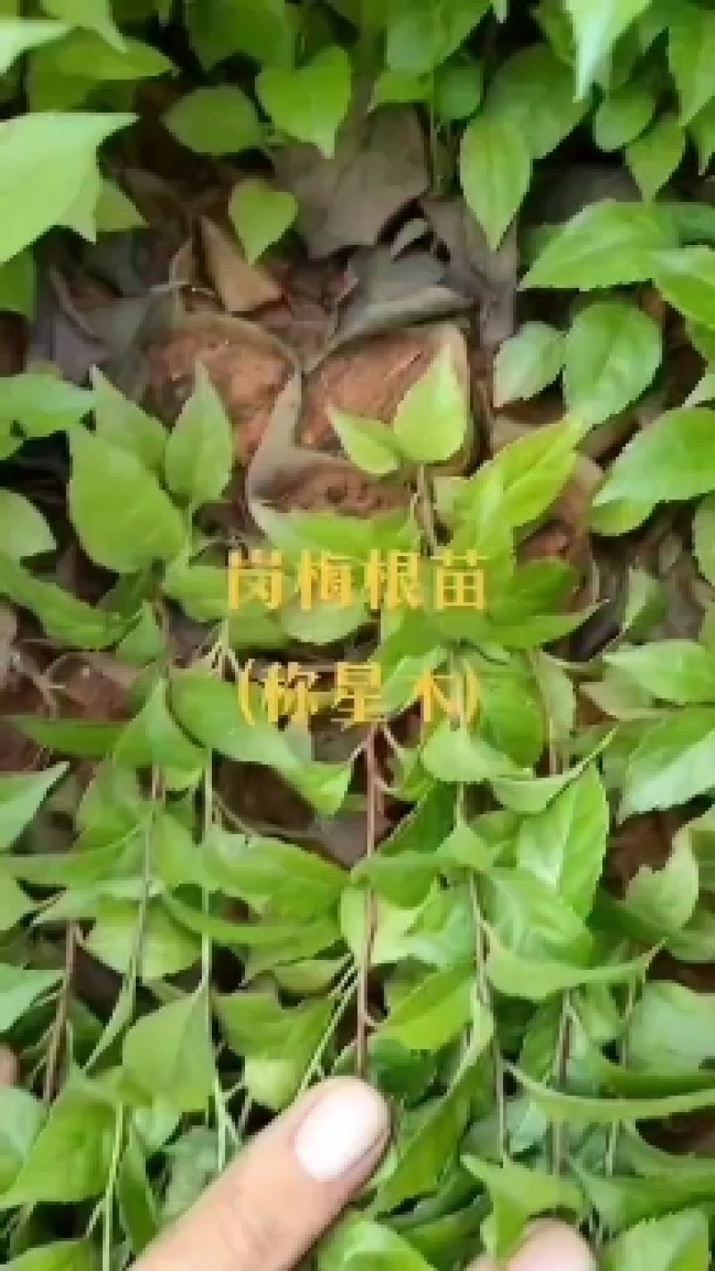 岗梅根苗供应基地直销优质种苗量大欢迎来电咨询