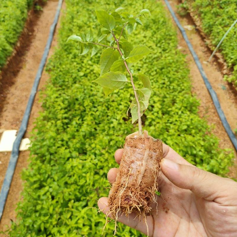 岗梅根苗供应基地直销优质种苗量大欢迎来电咨询