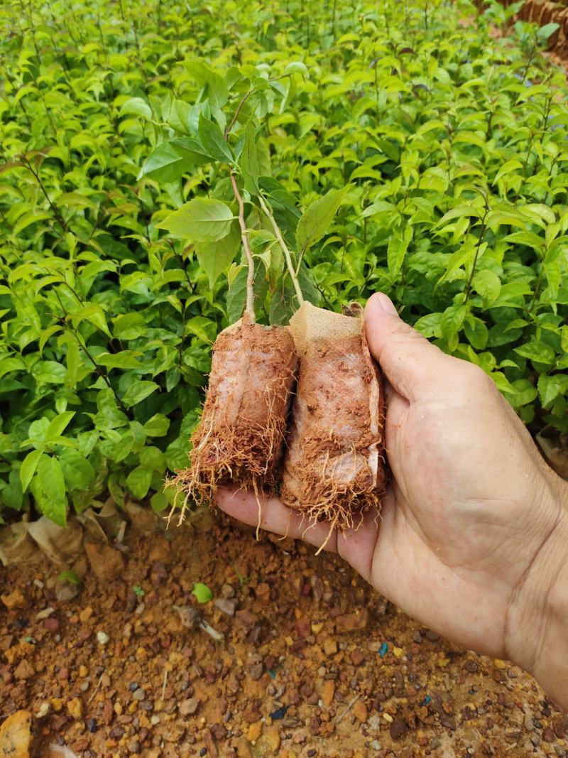 岗梅根苗供应基地直销优质种苗量大欢迎来电咨询