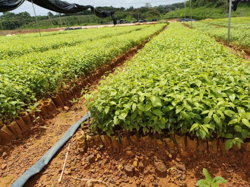 岗梅根苗供应基地直销优质种苗量大欢迎来电咨询