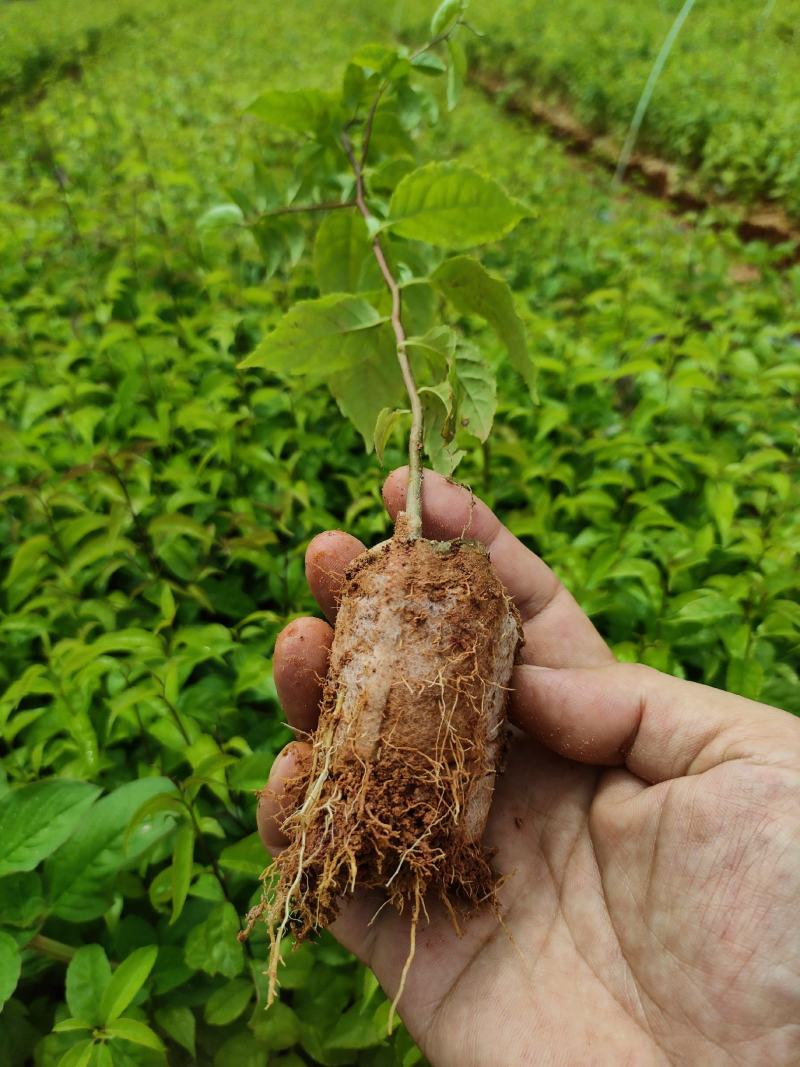 岗梅根苗供应基地直销优质种苗量大欢迎来电咨询