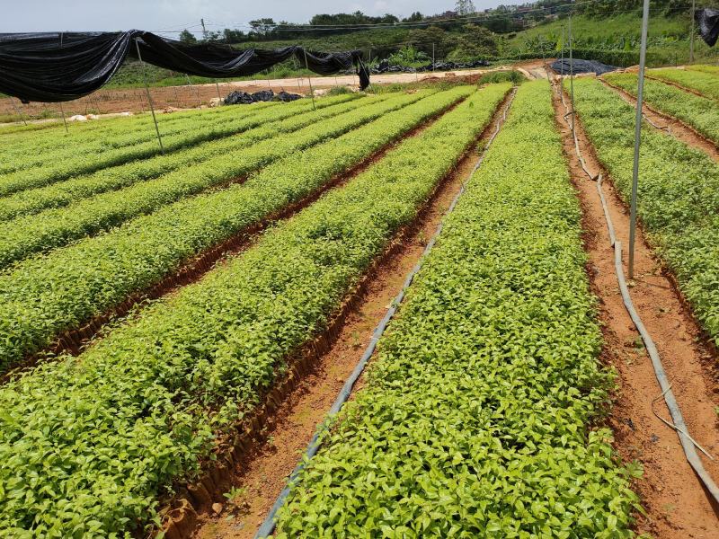 岗梅根苗供应基地直销优质种苗量大欢迎来电咨询