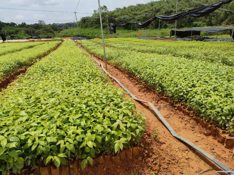 岗梅根苗供应基地直销优质种苗量大欢迎来电咨询
