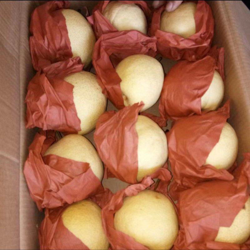 山西优质贡梨即将上市