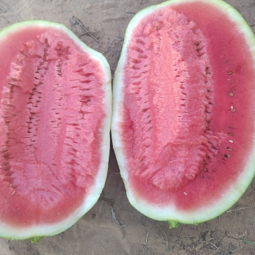 陕北沙漠瓜