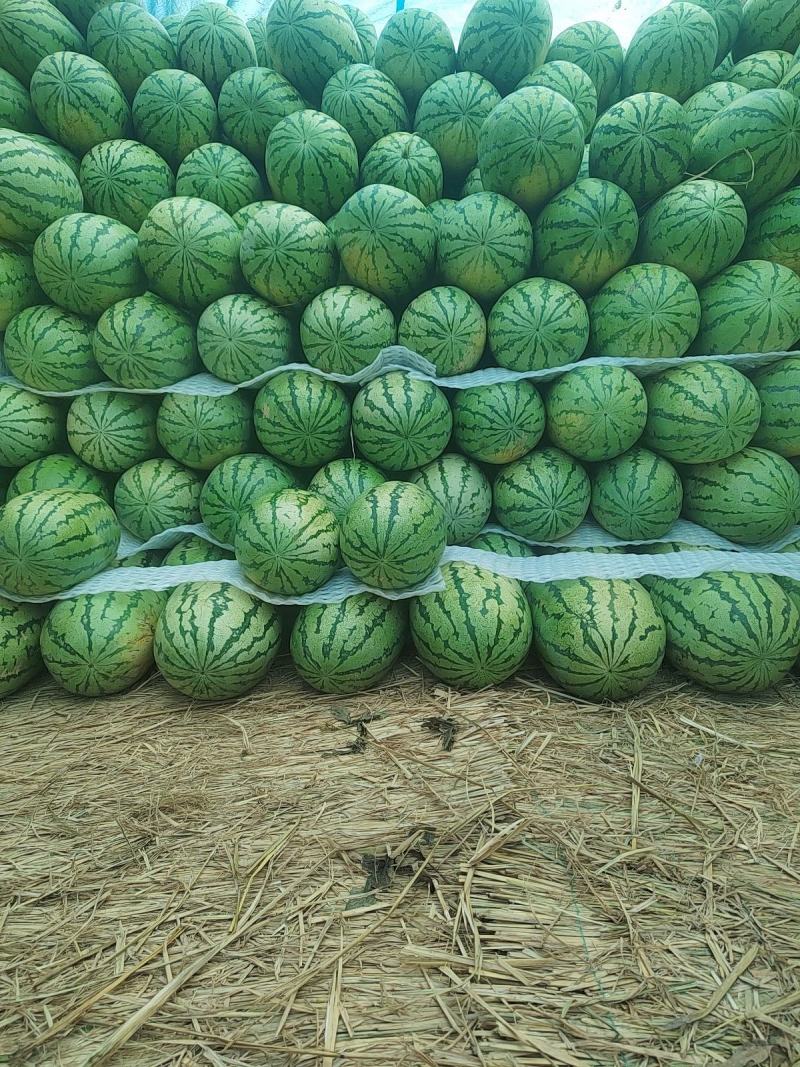 陕北沙漠瓜