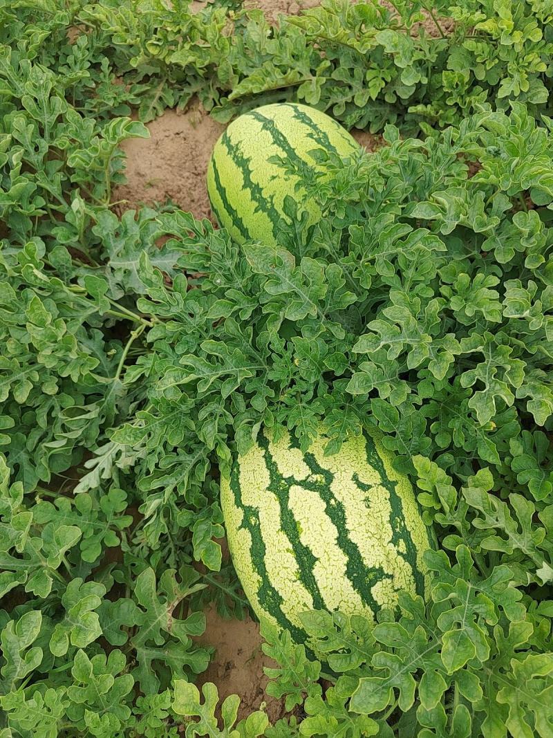 陕北沙漠瓜