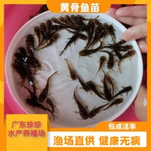 鱼苗，杂交黄骨鱼苗，黄辣丁鱼苗，黄颡鱼苗，黄骨鱼苗水花，