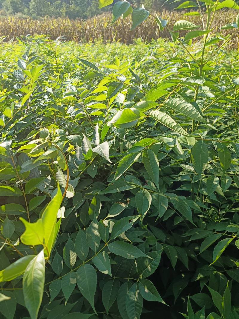 黄柏苗，药材树苗，地径0.3公分-2公分