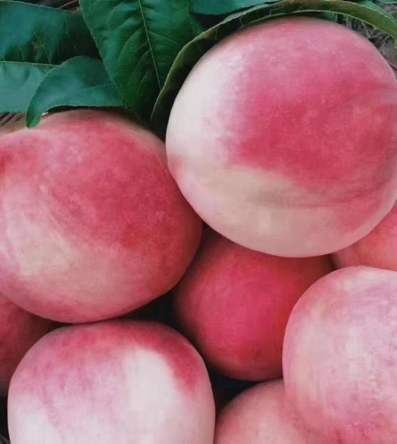 甘肃秦安高山精品水蜜桃北京七号。