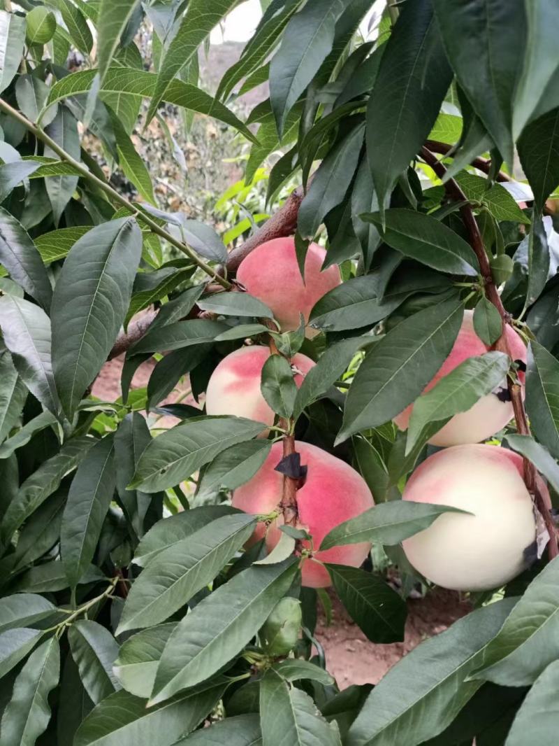 甘肃秦安高山精品水蜜桃北京七号。