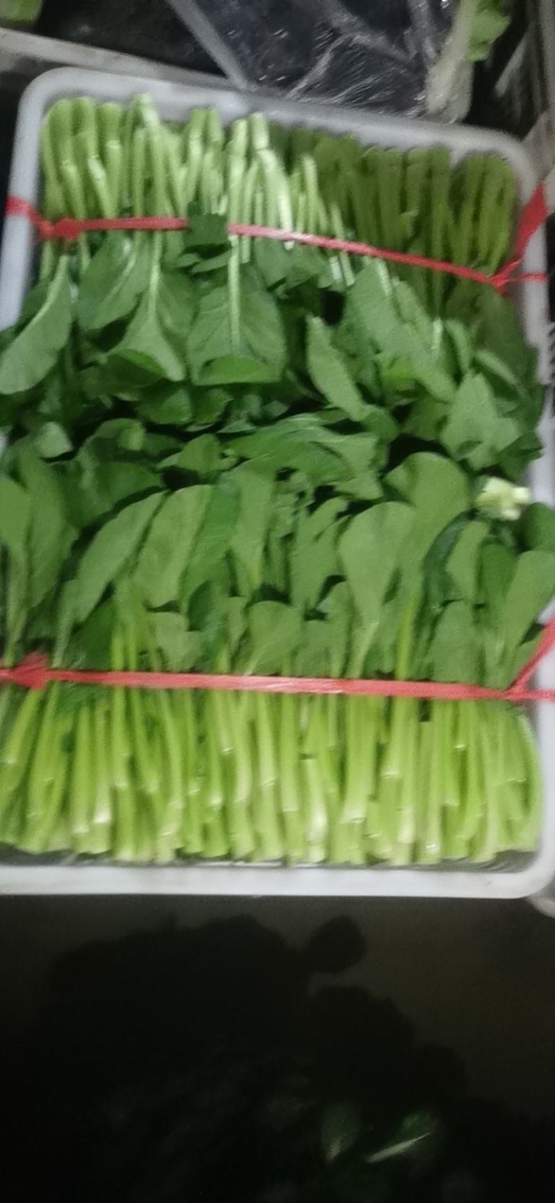 菜心