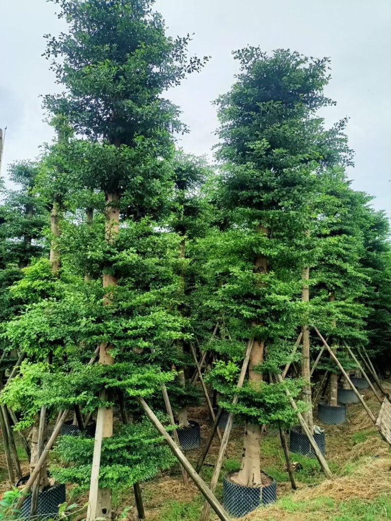 小叶榄仁，锦叶榄仁，人工造托，各种规格齐全，支持视频看货