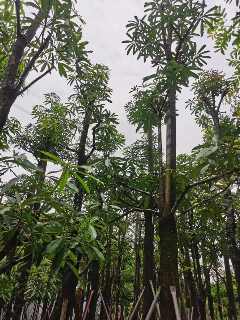 盆架子（糖胶树）5分-20分，规格齐全，支持视频现场看货