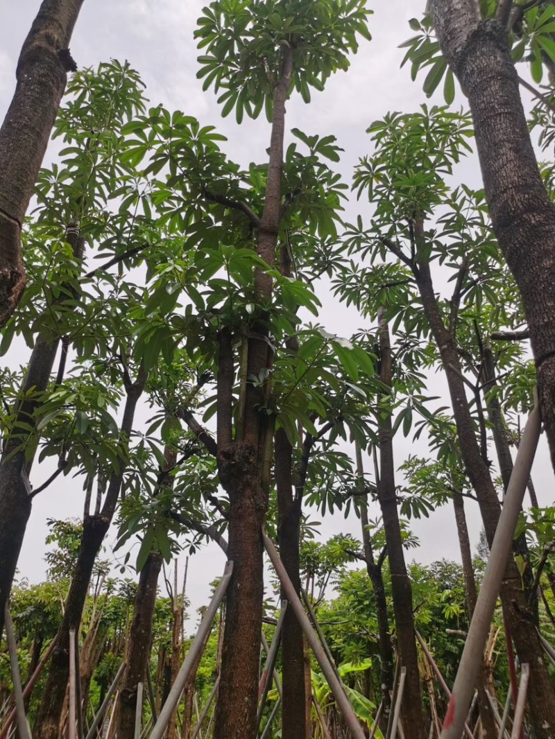 盆架子（糖胶树）5分-20分，规格齐全，支持视频现场看货