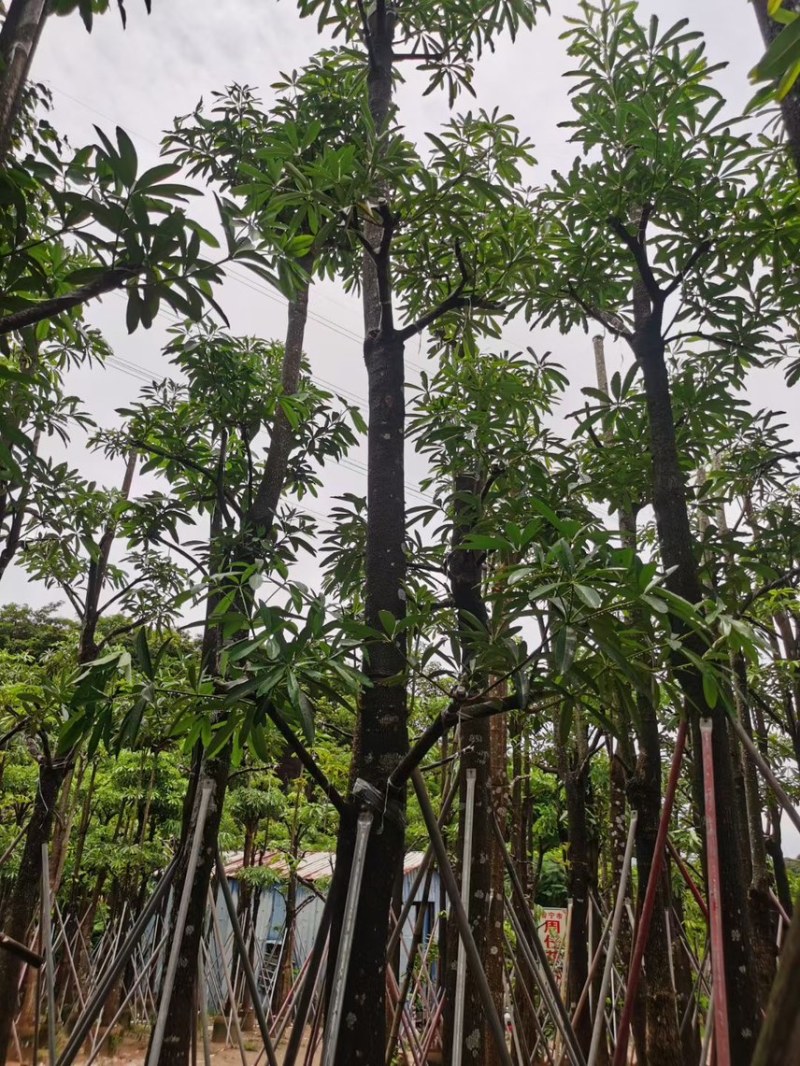 盆架子（糖胶树）5分-20分，规格齐全，支持视频现场看货