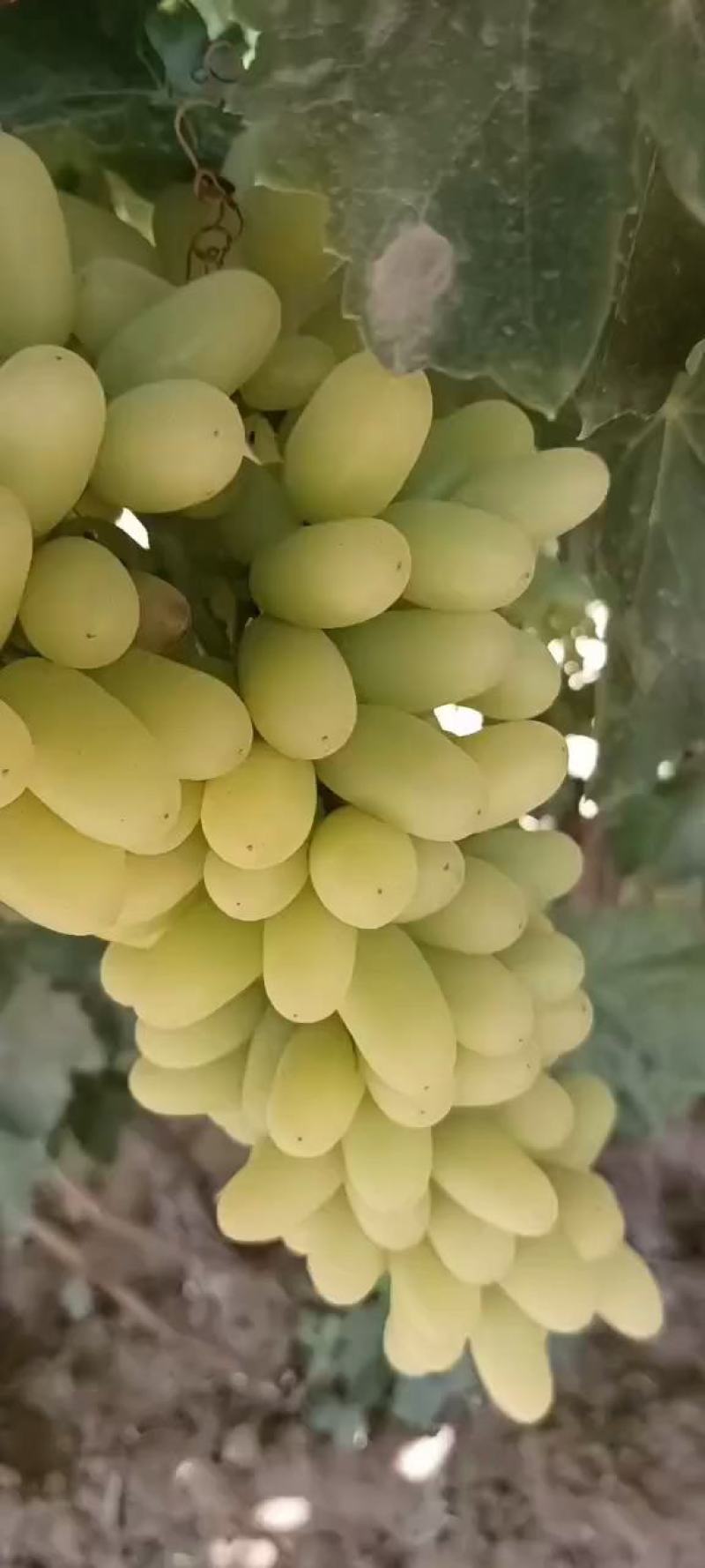 敦煌无核白葡萄，即将成熟，欢迎大家来采购脆甜无籽皮薄肉厚