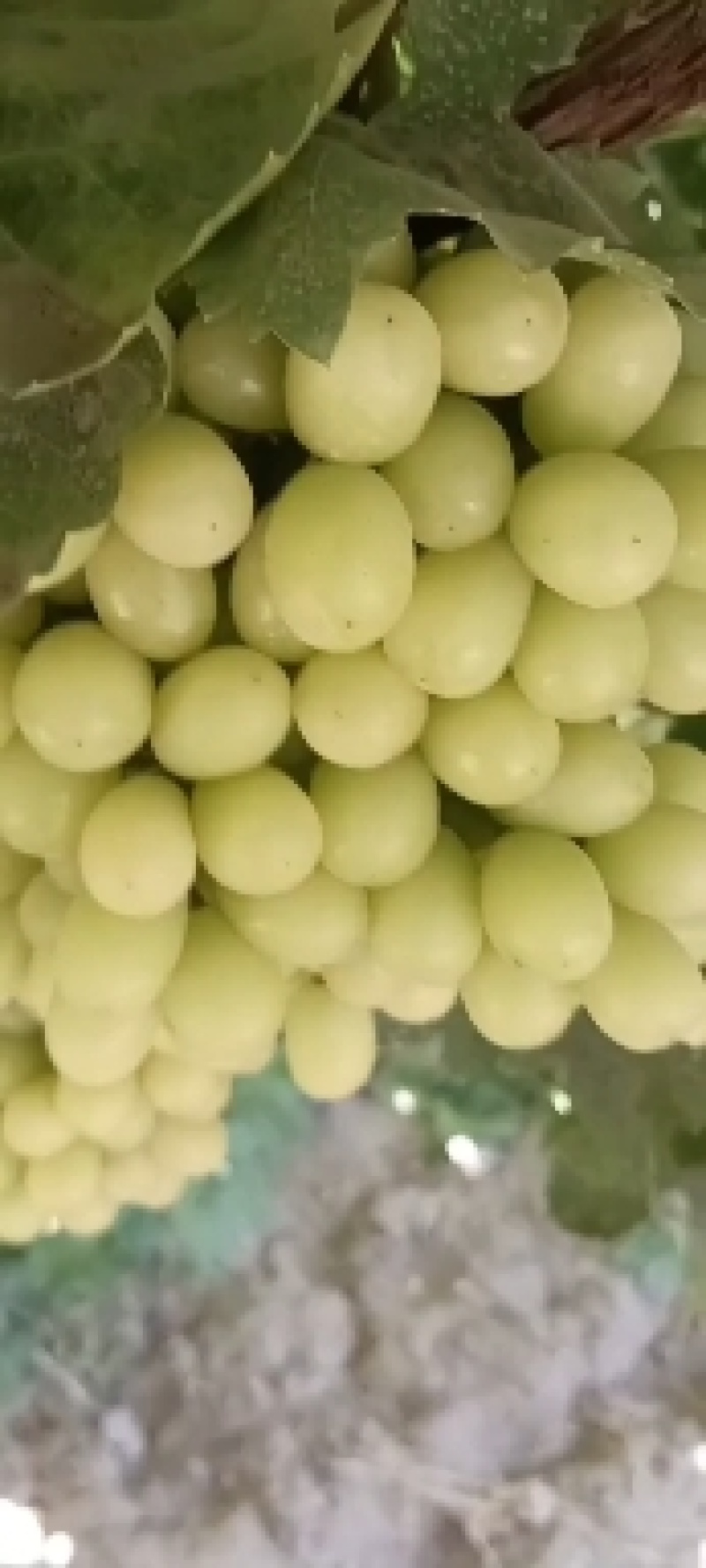 敦煌无核白葡萄，即将成熟，欢迎大家来采购脆甜无籽皮薄肉厚