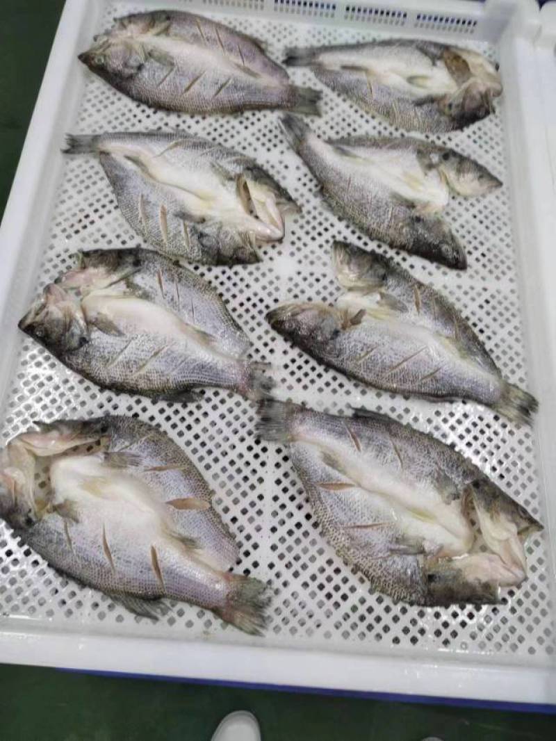 开背鲈鱼