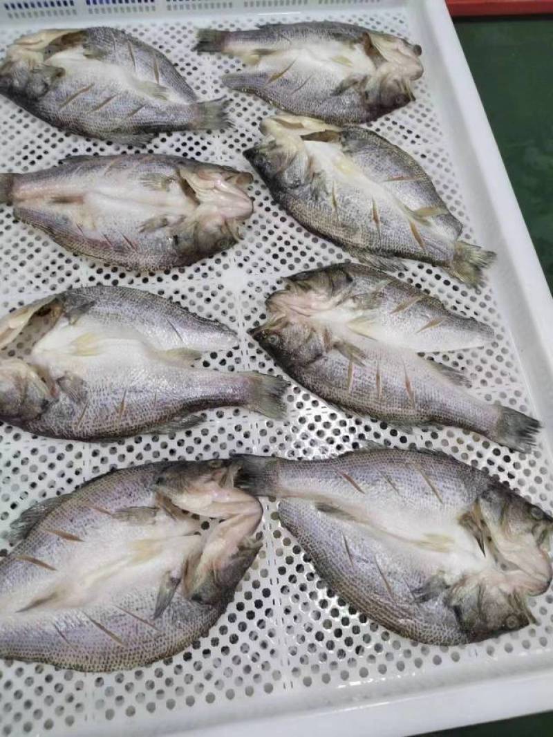 开背鲈鱼