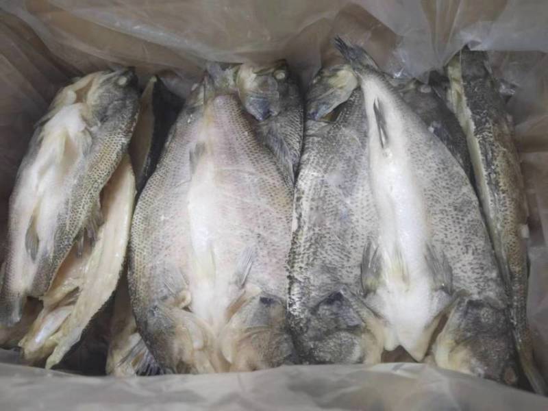 开背鲈鱼