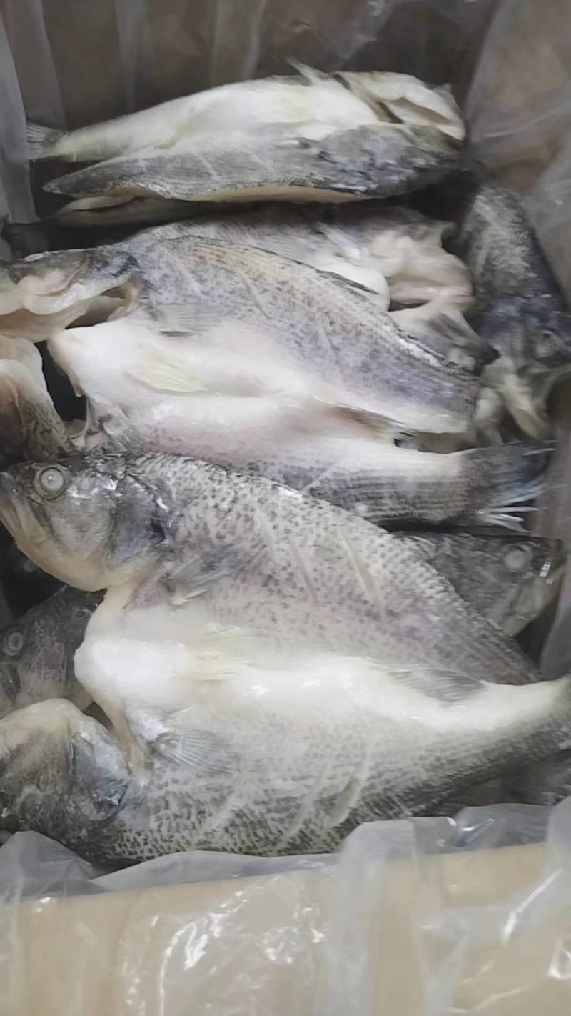 开背鲈鱼