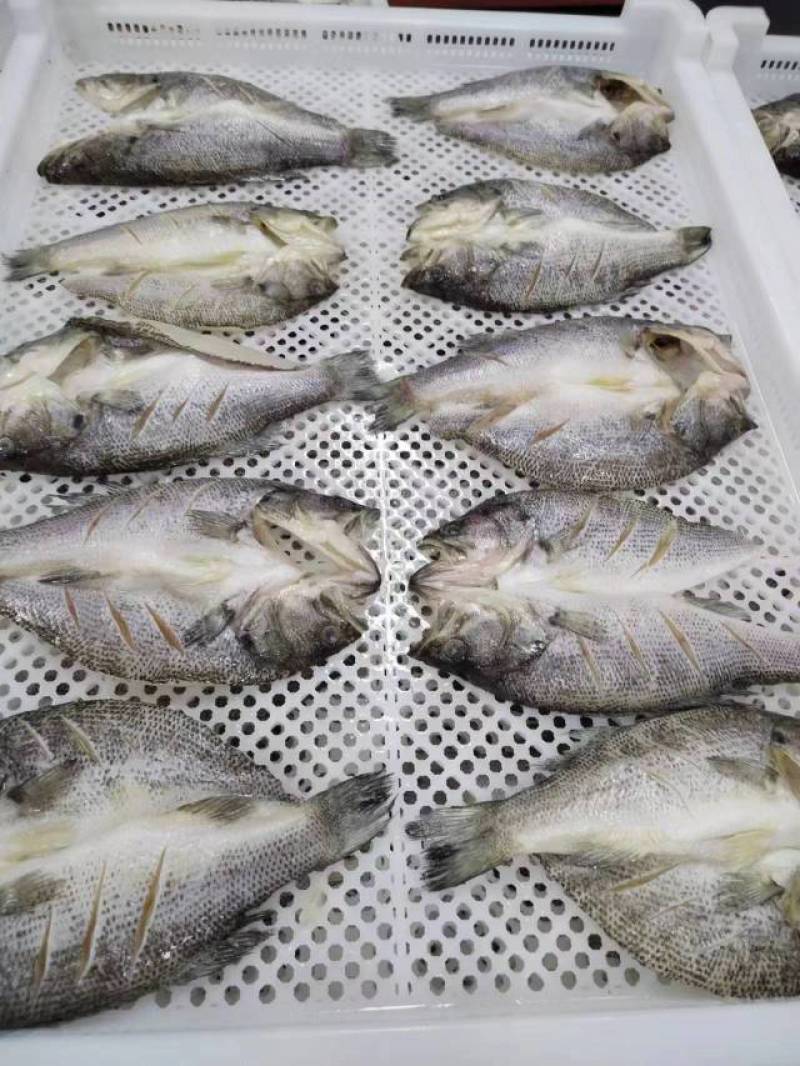 开背鲈鱼