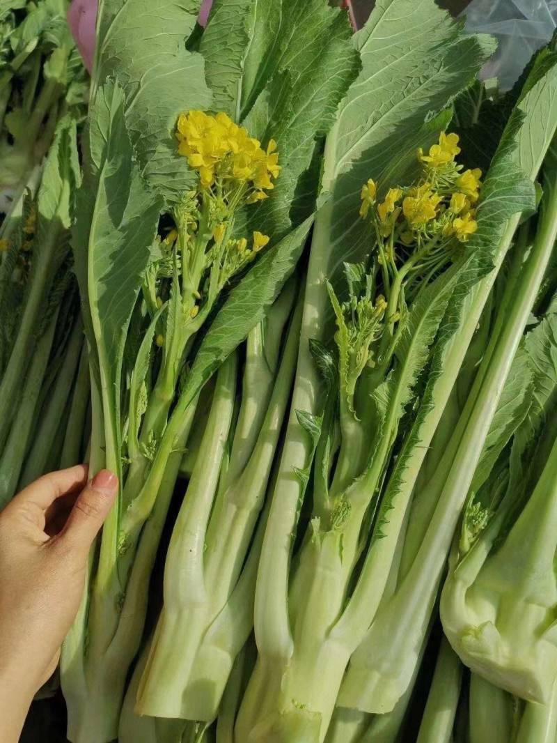 增城迟菜心