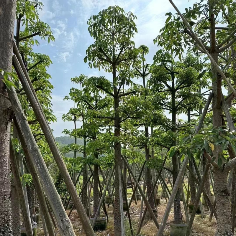 低价出售:木棉各种规格都有现货的，欢迎各位朋友前来咨询