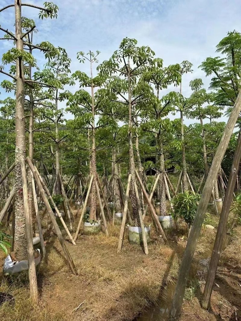 低价出售:木棉各种规格都有现货的，欢迎各位朋友前来咨询