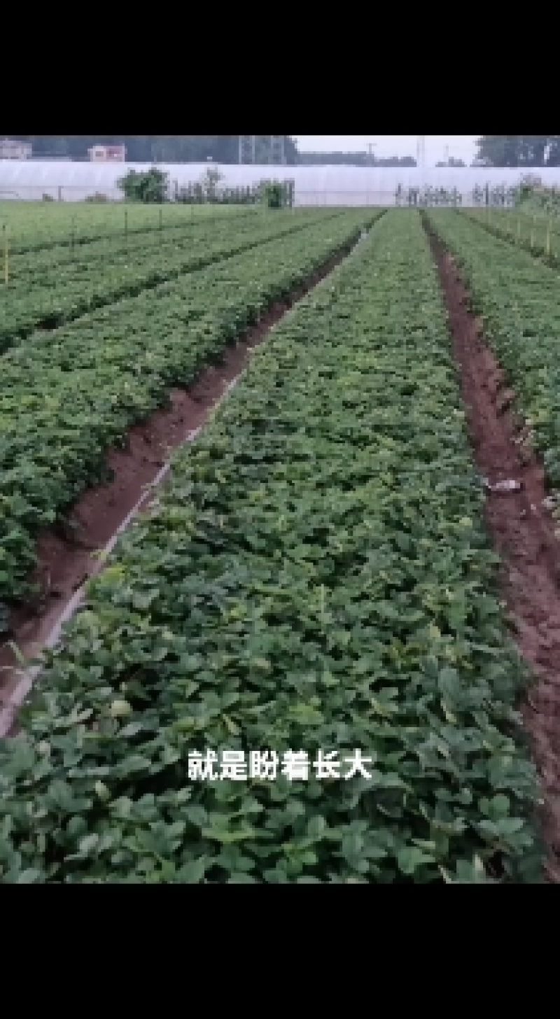 草莓苗出售